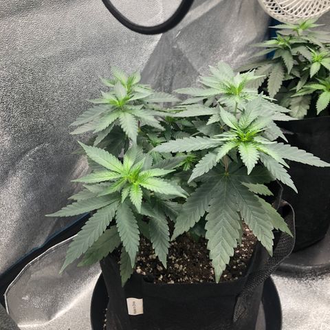 Badazz og and Girl Scout Crack  growlog timeline photo