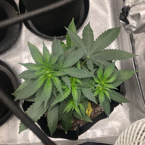 Badazz og and Girl Scout Crack  growlog timeline photo