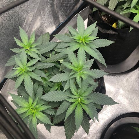 Badazz og and Girl Scout Crack  growlog timeline photo