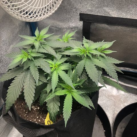 Badazz og and Girl Scout Crack  growlog timeline photo