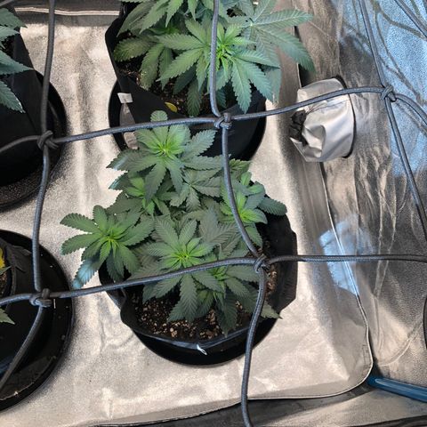 Badazz og and Girl Scout Crack  growlog timeline photo