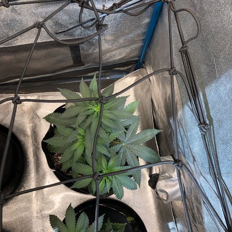 Badazz og and Girl Scout Crack  growlog timeline photo