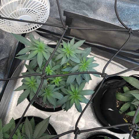 Badazz og and Girl Scout Crack  growlog timeline photo