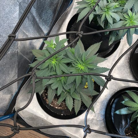 Badazz og and Girl Scout Crack  growlog timeline photo
