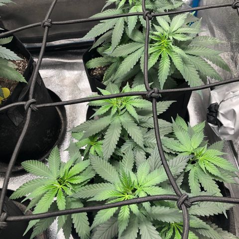 Badazz og and Girl Scout Crack  growlog timeline photo