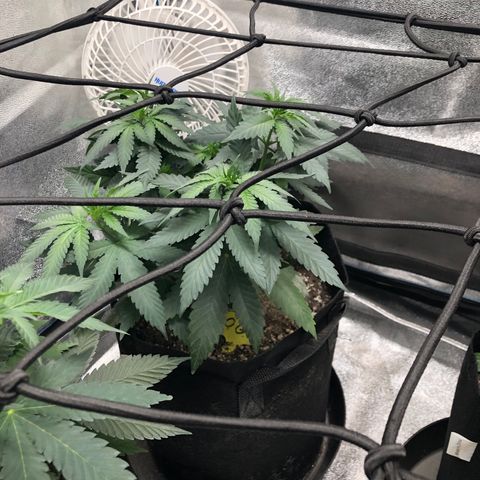 Badazz og and Girl Scout Crack  growlog timeline photo