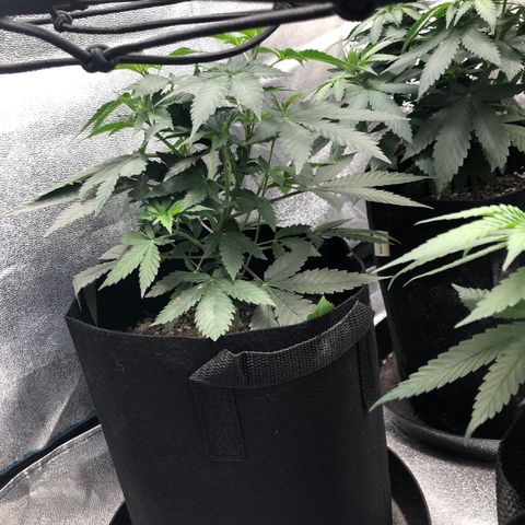 Badazz og and Girl Scout Crack  growlog timeline photo