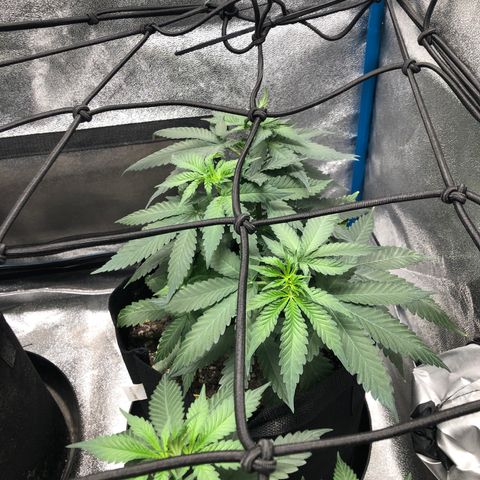 Badazz og and Girl Scout Crack  growlog timeline photo