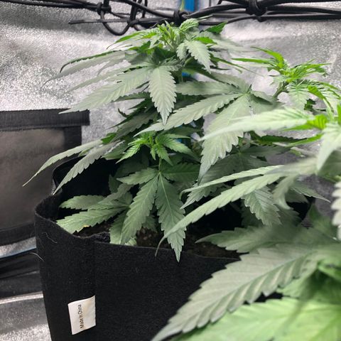 Badazz og and Girl Scout Crack  growlog timeline photo