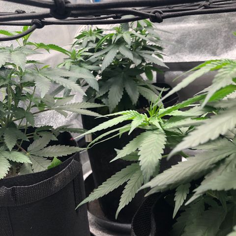 Badazz og and Girl Scout Crack  growlog timeline photo