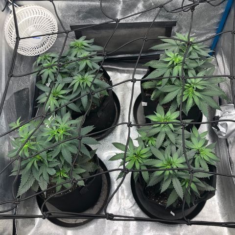 Badazz og and Girl Scout Crack  growlog timeline photo