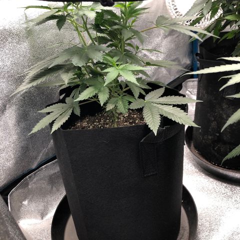 Badazz og and Girl Scout Crack  growlog photo: Things are going well I got the stretch staring and am slowly filling up the net hopefully it will pick up some speed in the next week or two. Watering has been on point and my last feed seems to have been at the right time 