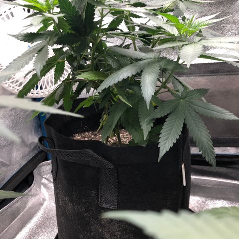 Badazz og and Girl Scout Crack  growlog photo: Things are going well I got the stretch staring and am slowly filling up the net hopefully it will pick up some speed in the next week or two. Watering has been on point and my last feed seems to have been at the right time 
