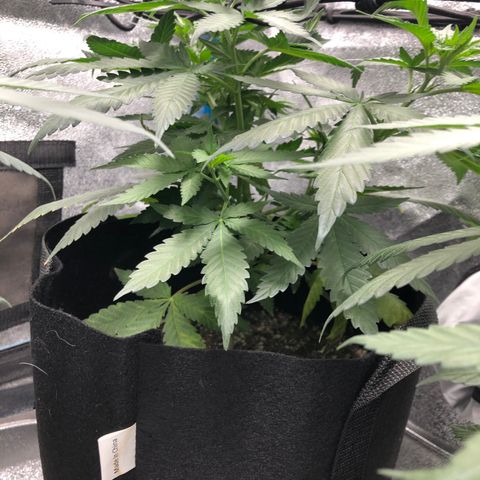 Badazz og and Girl Scout Crack  growlog photo: Things are going well I got the stretch staring and am slowly filling up the net hopefully it will pick up some speed in the next week or two. Watering has been on point and my last feed seems to have been at the right time 