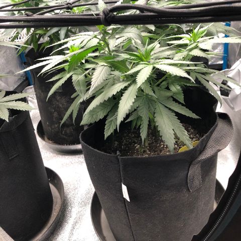 Badazz og and Girl Scout Crack  growlog photo: Things are going well I got the stretch staring and am slowly filling up the net hopefully it will pick up some speed in the next week or two. Watering has been on point and my last feed seems to have been at the right time 