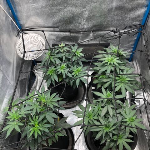 Badazz og and Girl Scout Crack  growlog photo: Things are going well I got the stretch staring and am slowly filling up the net hopefully it will pick up some speed in the next week or two. Watering has been on point and my last feed seems to have been at the right time 