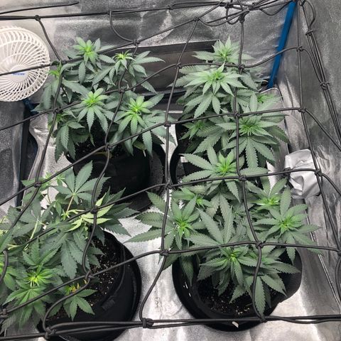 Badazz og and Girl Scout Crack  growlog timeline photo