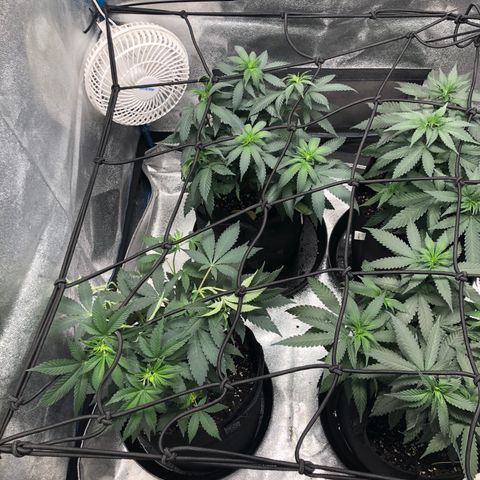 Badazz og and Girl Scout Crack  growlog timeline photo
