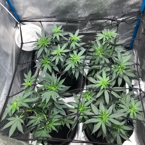 Badazz og and Girl Scout Crack  growlog timeline photo