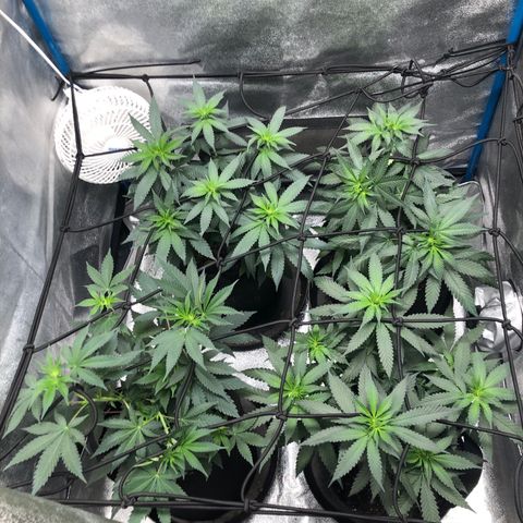 Badazz og and Girl Scout Crack  growlog timeline photo