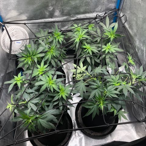 Badazz og and Girl Scout Crack  growlog timeline photo