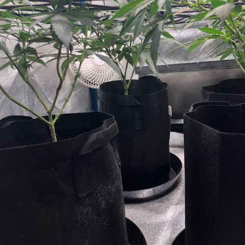 Badazz og and Girl Scout Crack  growlog timeline photo