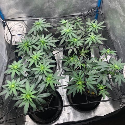 Badazz og and Girl Scout Crack  growlog timeline photo