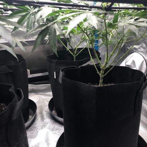 Badazz og and Girl Scout Crack  growlog timeline photo