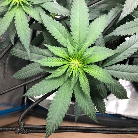 Badazz og and Girl Scout Crack  growlog timeline photo