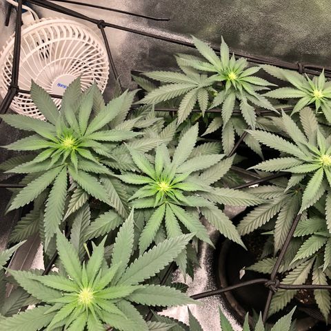 Badazz og and Girl Scout Crack  growlog timeline photo