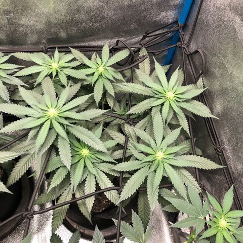 Badazz og and Girl Scout Crack  growlog timeline photo