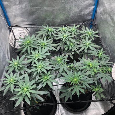 Badazz og and Girl Scout Crack  growlog timeline photo