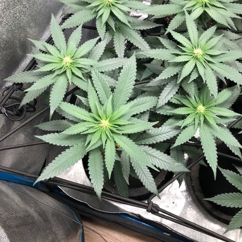 Badazz og and Girl Scout Crack  growlog timeline photo