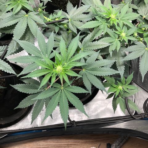 Badazz og and Girl Scout Crack  growlog timeline photo
