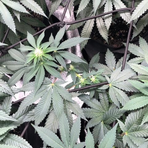 Badazz og and Girl Scout Crack  growlog timeline photo