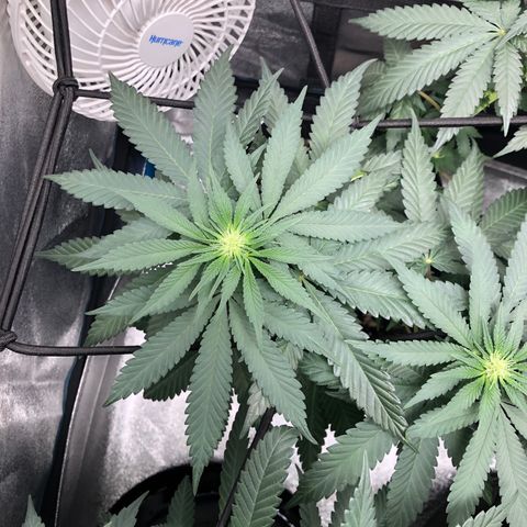 Badazz og and Girl Scout Crack  growlog timeline photo