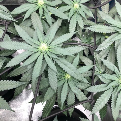 Badazz og and Girl Scout Crack  growlog timeline photo