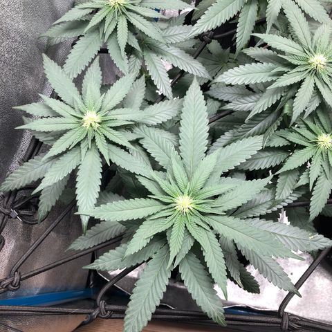 Badazz og and Girl Scout Crack  growlog timeline photo
