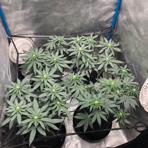 Badazz og and Girl Scout Crack  growlog timeline photo