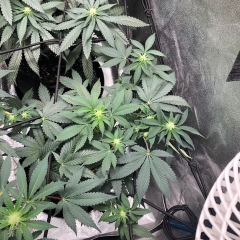 Badazz og and Girl Scout Crack  growlog timeline photo