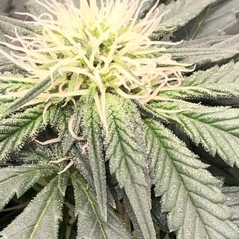 Badazz og and Girl Scout Crack  growlog timeline photo