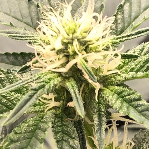 Badazz og and Girl Scout Crack  growlog timeline photo