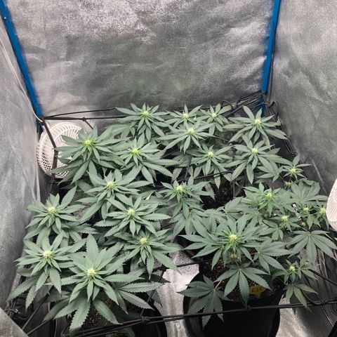 Badazz og and Girl Scout Crack  growlog timeline photo