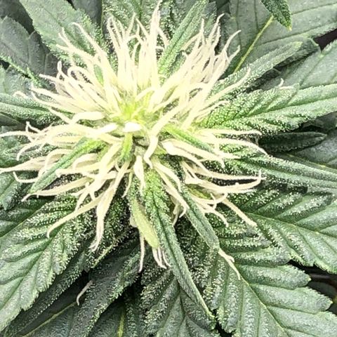 Badazz og and Girl Scout Crack  growlog timeline photo