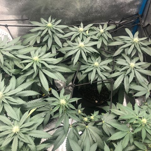 Badazz og and Girl Scout Crack  growlog timeline photo