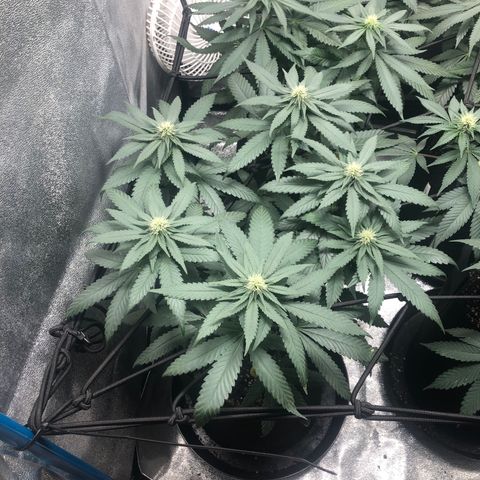 Badazz og and Girl Scout Crack  growlog timeline photo