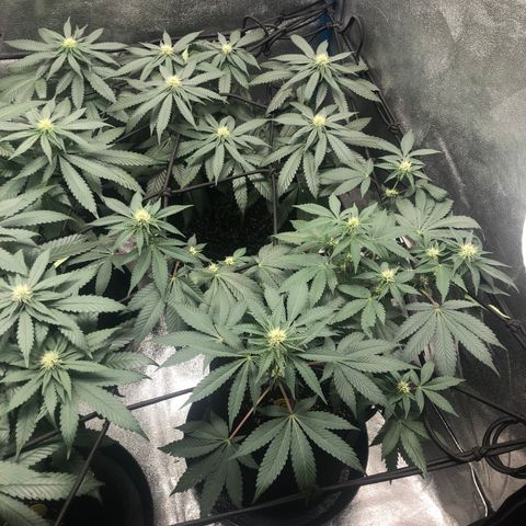 Badazz og and Girl Scout Crack  growlog timeline photo
