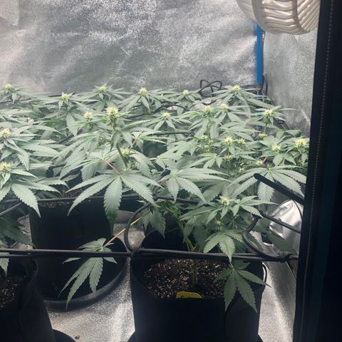 Badazz og and Girl Scout Crack  growlog timeline photo