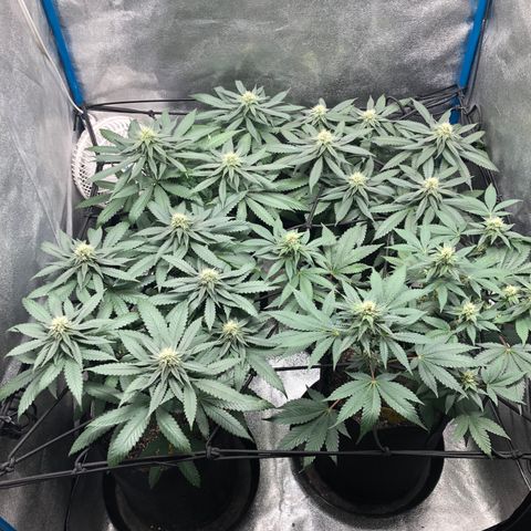 Badazz og and Girl Scout Crack  growlog timeline photo