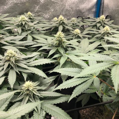 Badazz og and Girl Scout Crack  growlog timeline photo